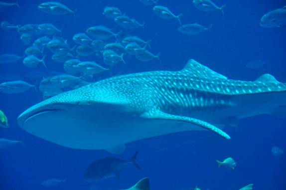 Um Tubarão-Baleia no Aquário de Atlanta, na Georgia - EUA